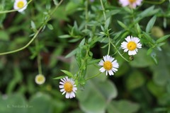Erigeron annuus